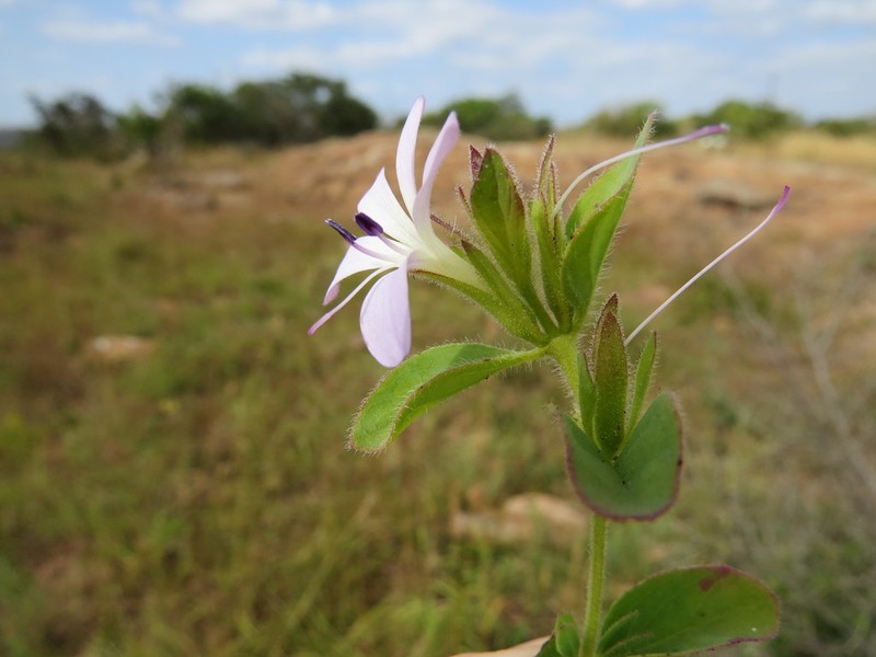 Barleria lebomboensis photo 2