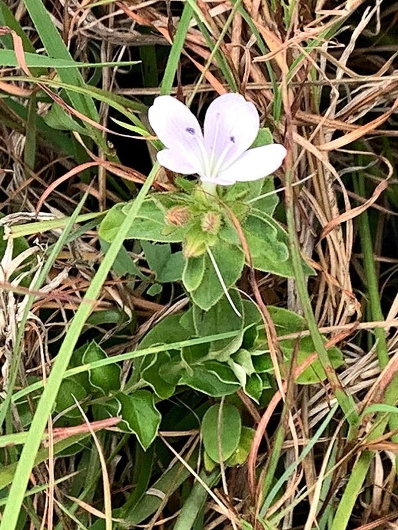Barleria lebomboensis photo 3