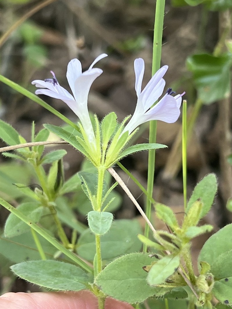 Barleria lebomboensis photo 4