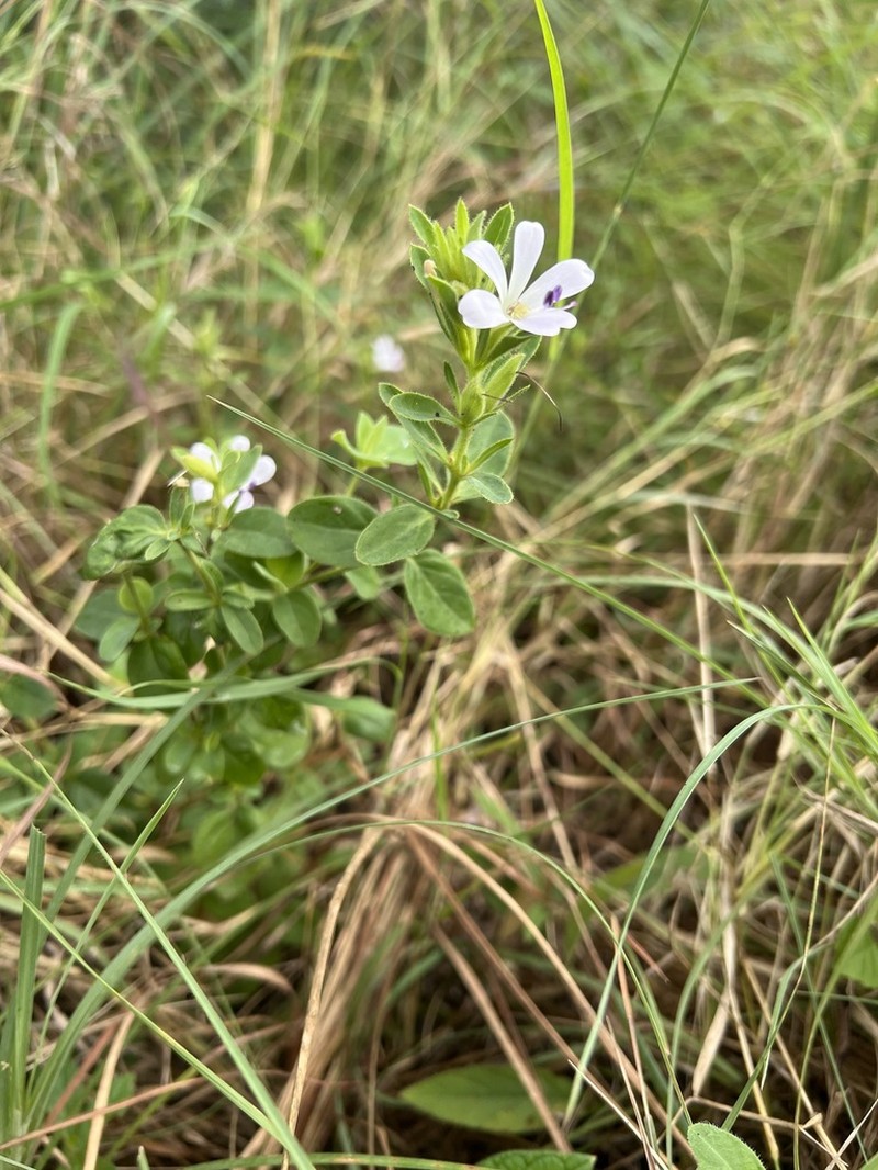 Barleria lebomboensis photo 5