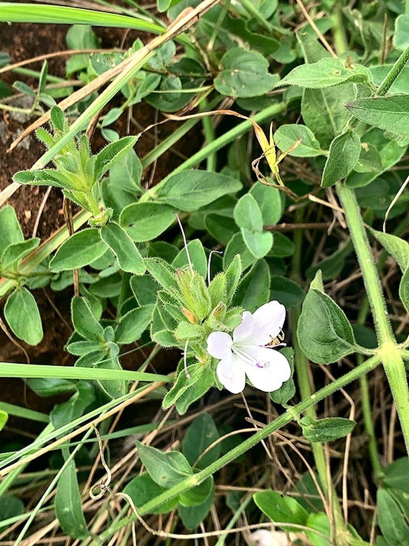Barleria lebomboensis photo 6