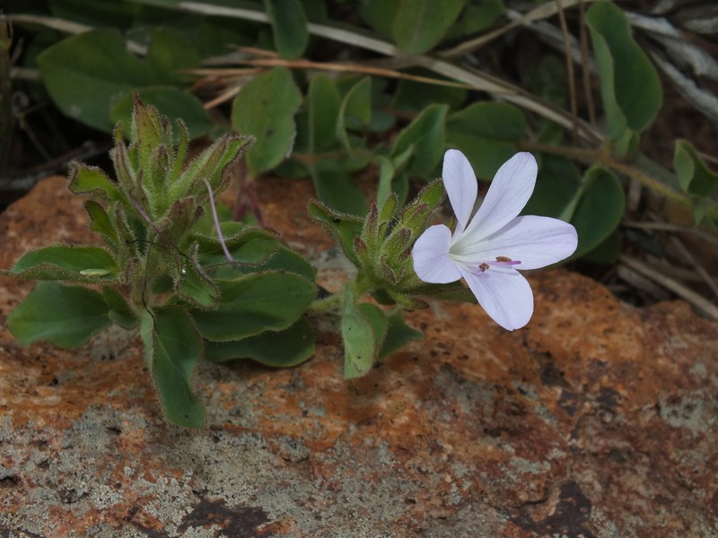 Barleria lebomboensis photo 7