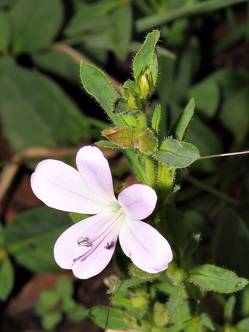 Barleria lebomboensis photo 8