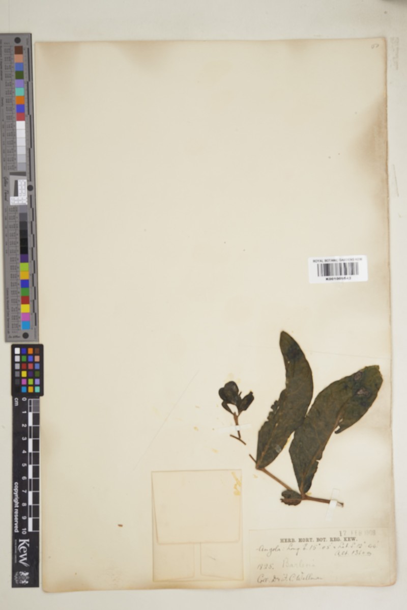 Barleria louiseana