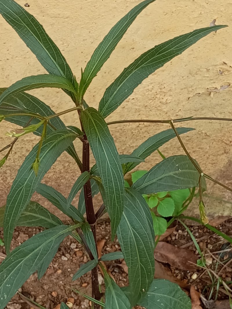 Hophead Philippine Violet photo 5