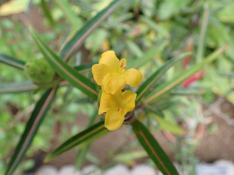 Hophead Philippine Violet photo 7