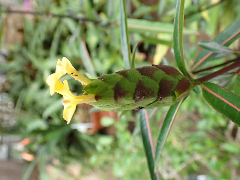 Hophead Philippine Violet photo 8