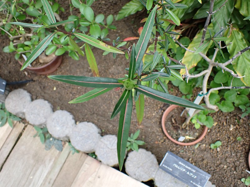 Hophead Philippine Violet photo 3