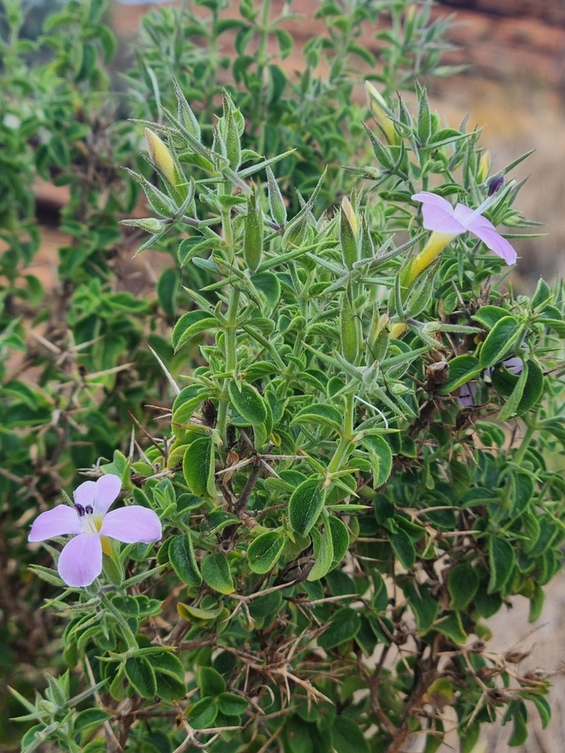 Barleria makgabengensis