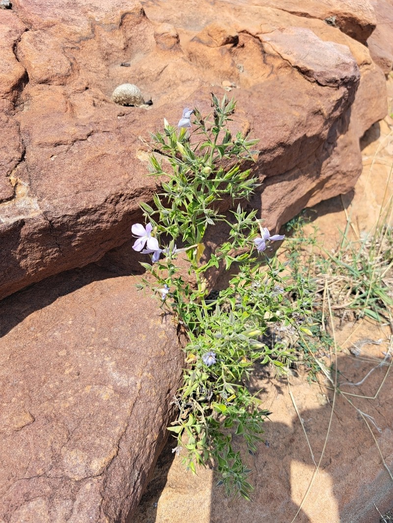 Barleria makgabengensis photo 2