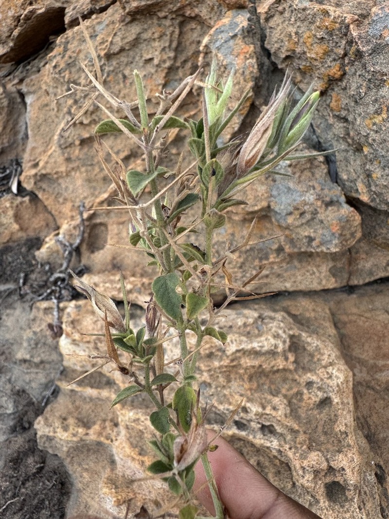 Barleria makgabengensis photo 3