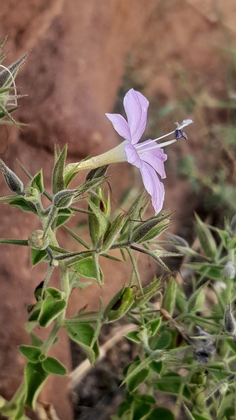 Barleria makgabengensis photo 4