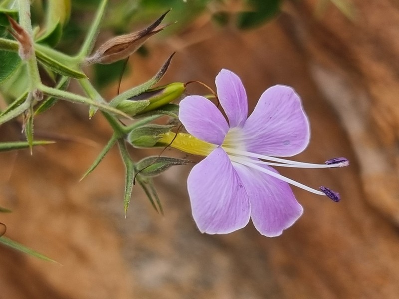 Barleria makgabengensis photo 5