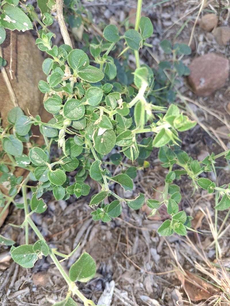 Barleria makgabengensis photo 6