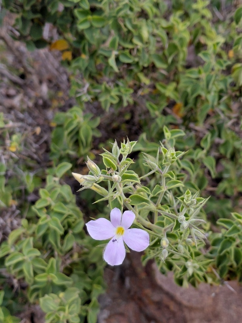 Barleria makgabengensis photo 7