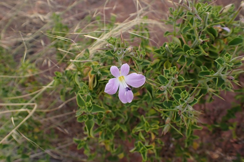 Barleria makgabengensis photo 8