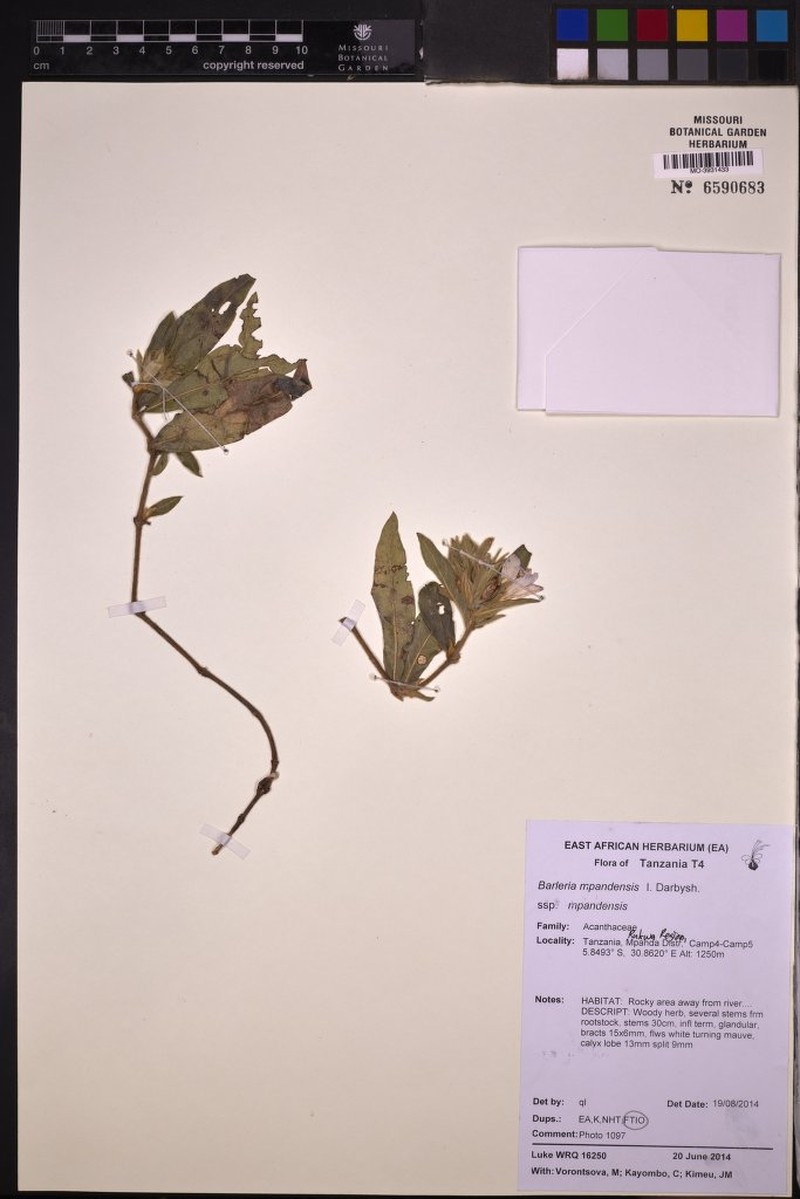 Barleria mpandensis subsp. mpandensis