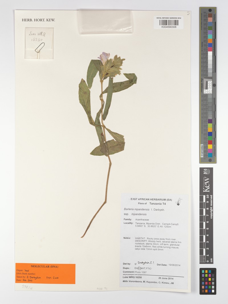Barleria mpandensis subsp. mpandensis photo 2