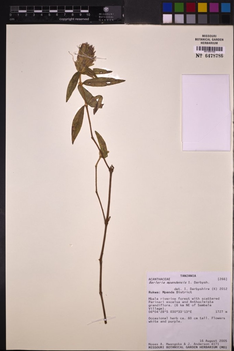 Barleria mpandensis subsp. mpandensis photo 3