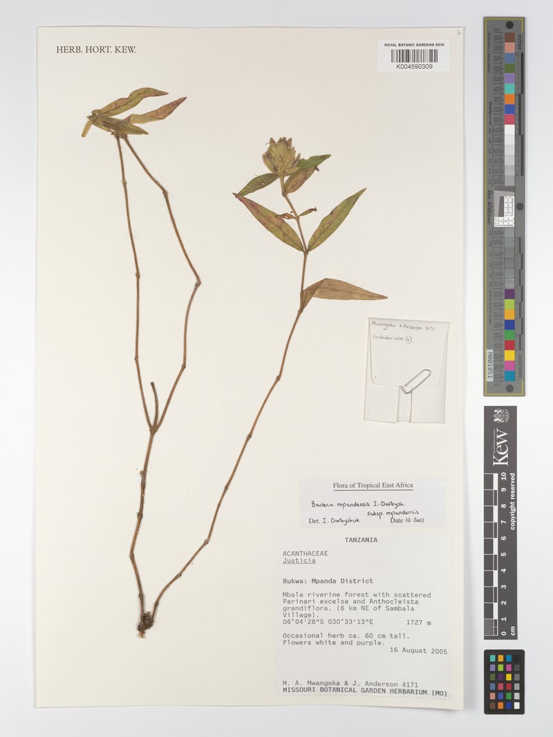 Barleria mpandensis subsp. mpandensis photo 4