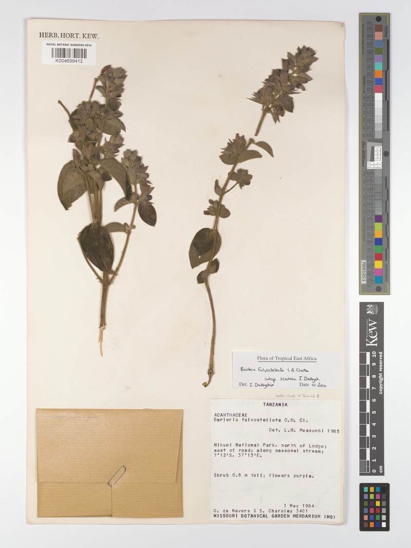 Barleria mutabilis