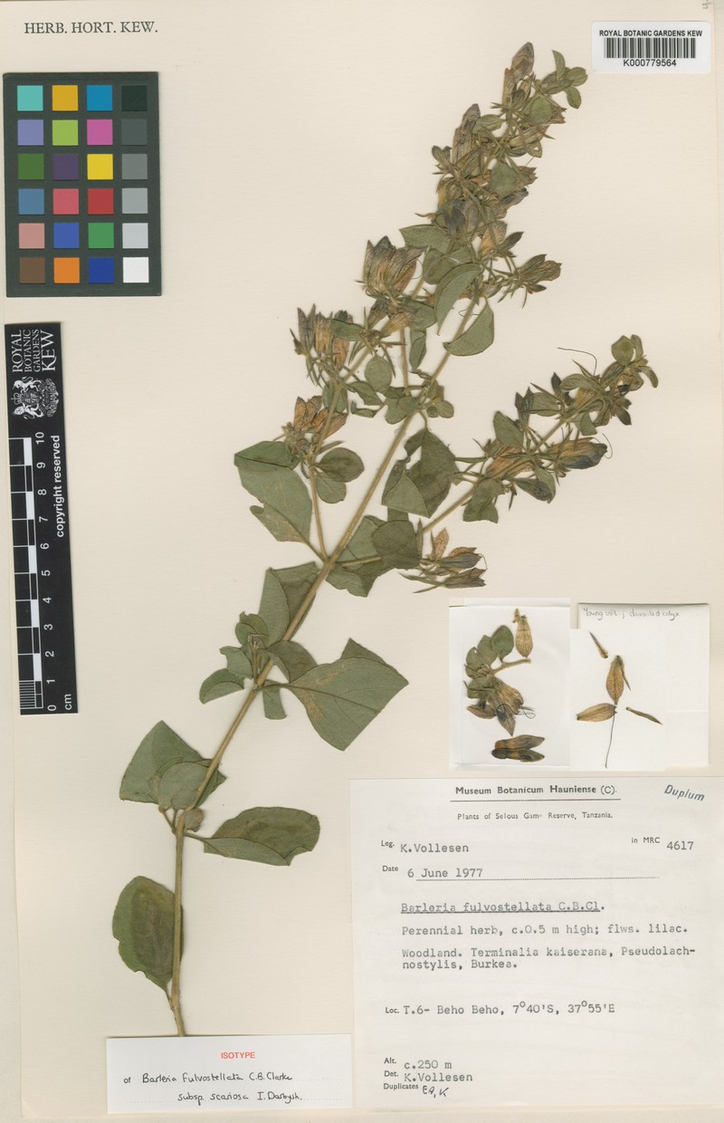 Barleria mutabilis photo 2