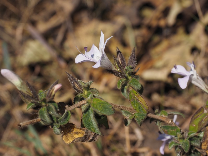 Barleria namba photo 2