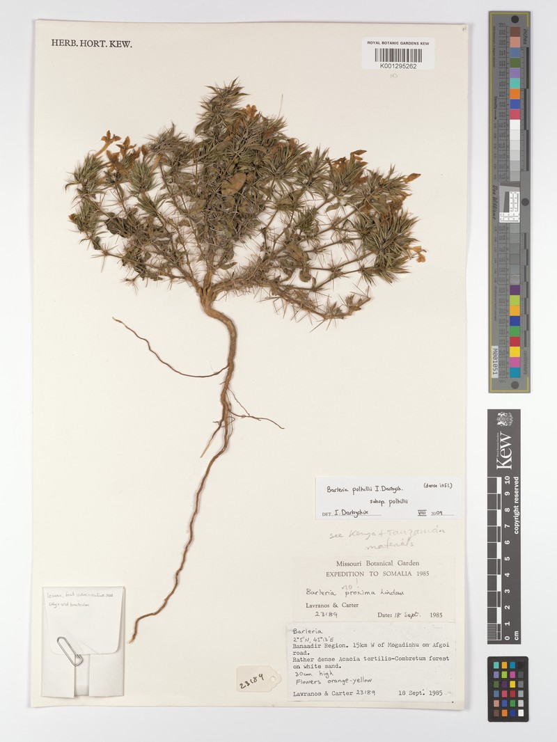 Barleria polhillii subsp. polhillii