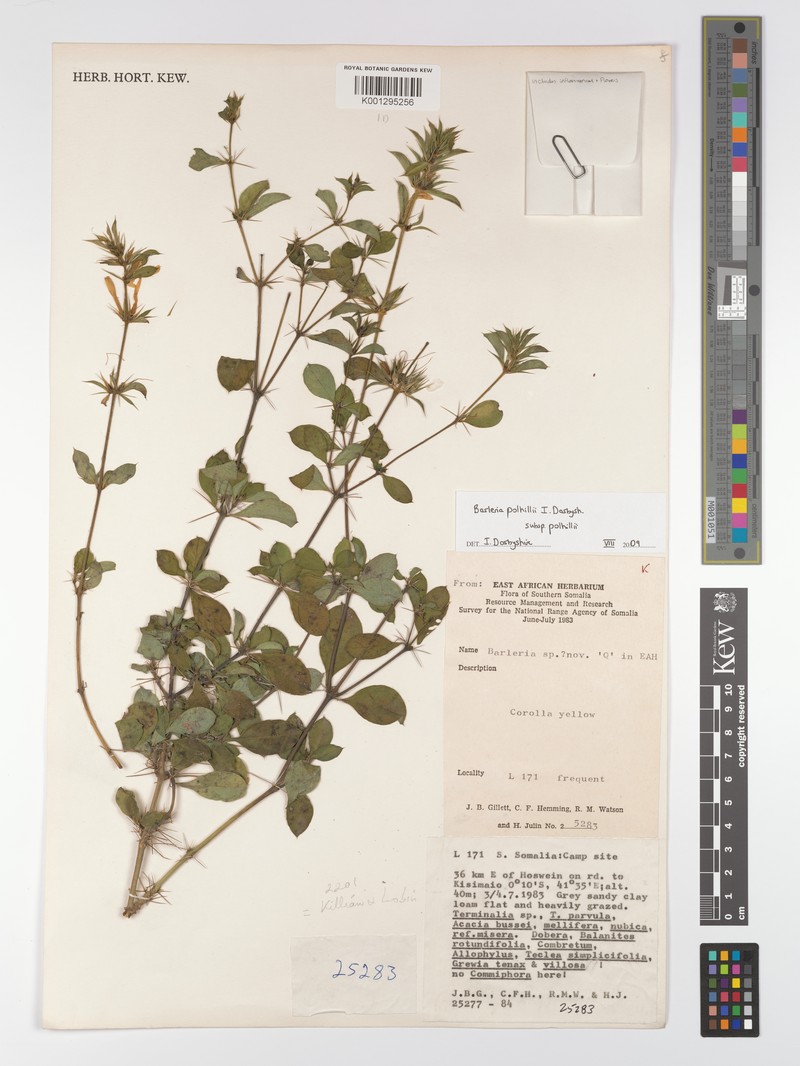 Barleria polhillii subsp. polhillii photo 2