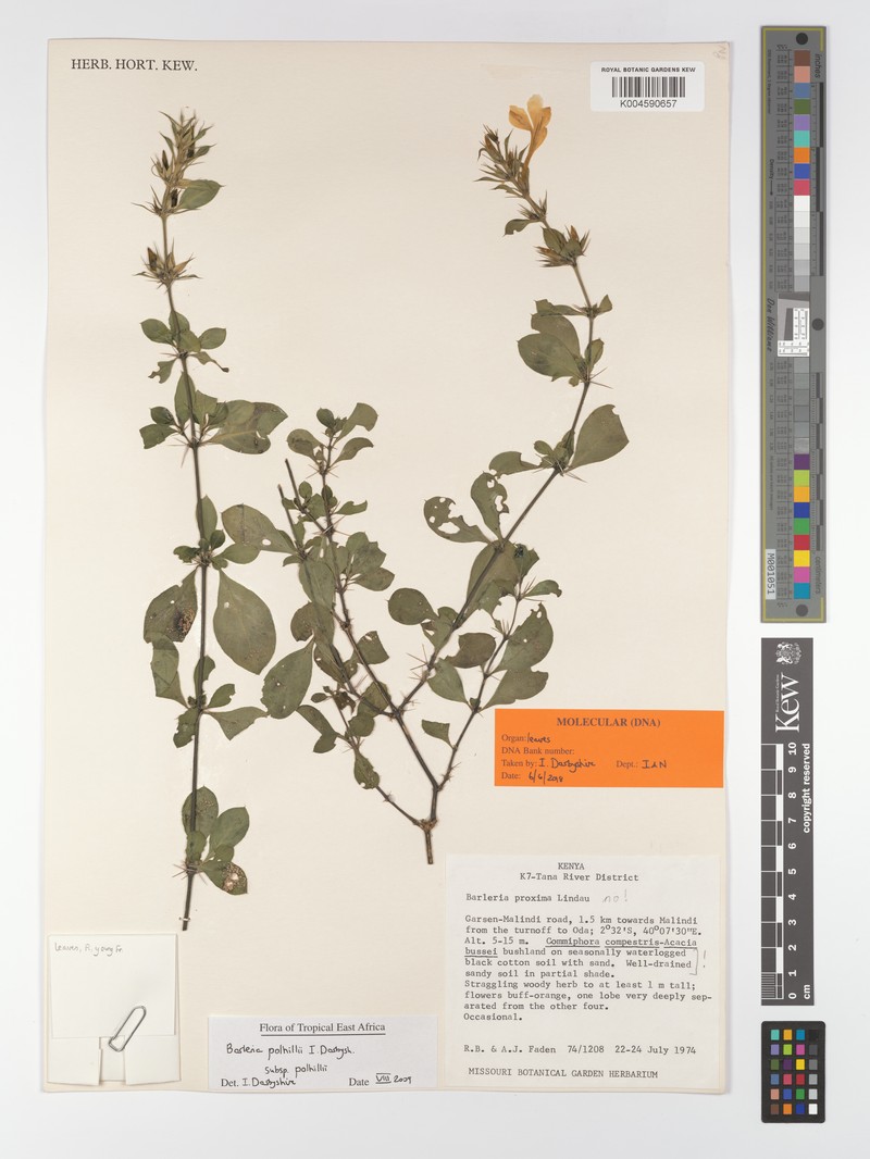 Barleria polhillii subsp. polhillii photo 3