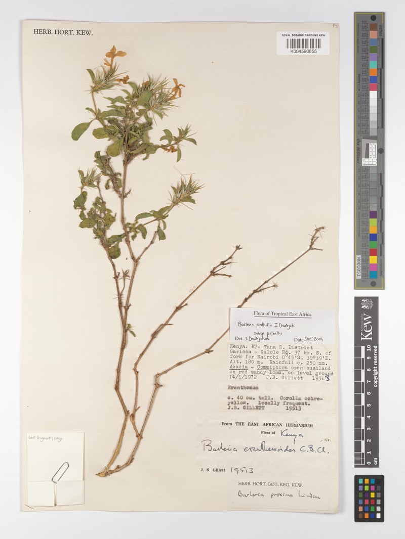 Barleria polhillii subsp. polhillii photo 4