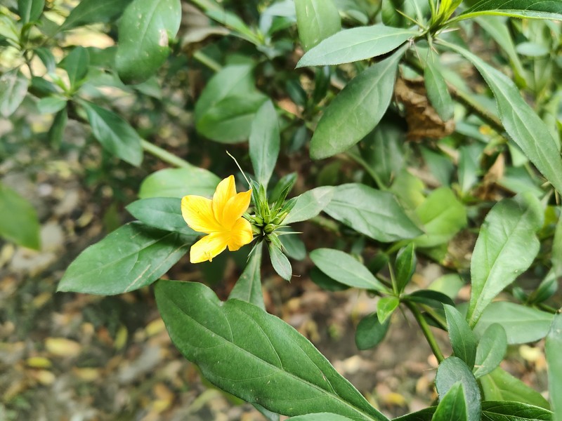 Porcupine Flower photo 4