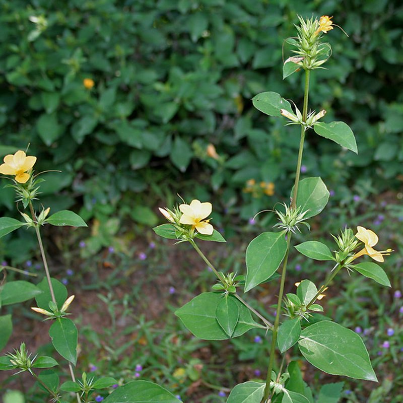 Porcupine Flower photo 6