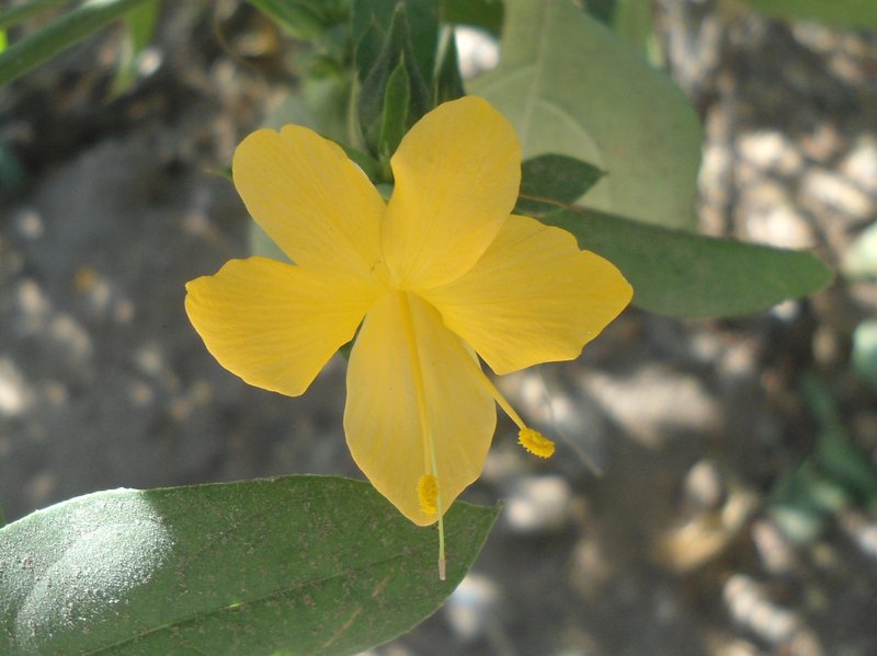 Porcupine Flower photo 7
