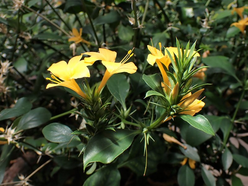 Porcupine Flower photo 8