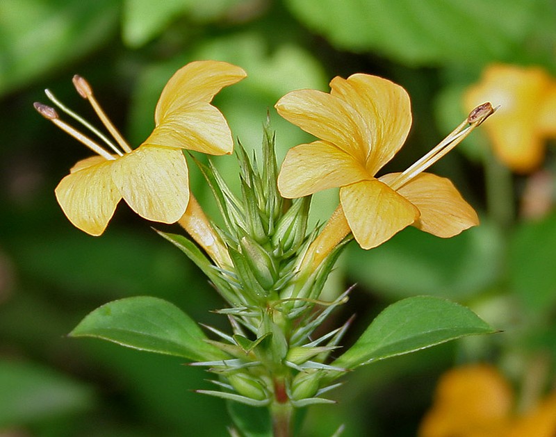 Porcupine Flower