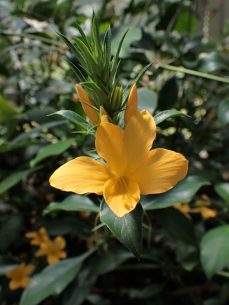 Porcupine Flower photo 2