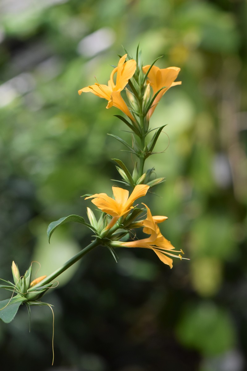 Porcupine Flower photo 3