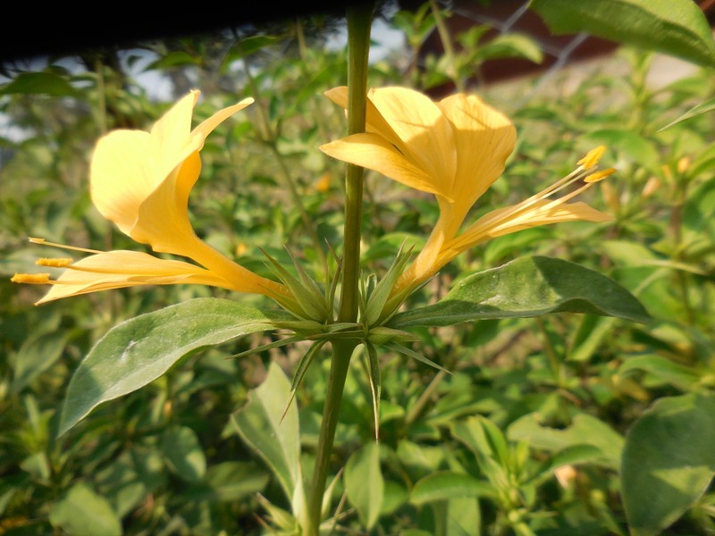 Barleria prionitis subsp. prionitis