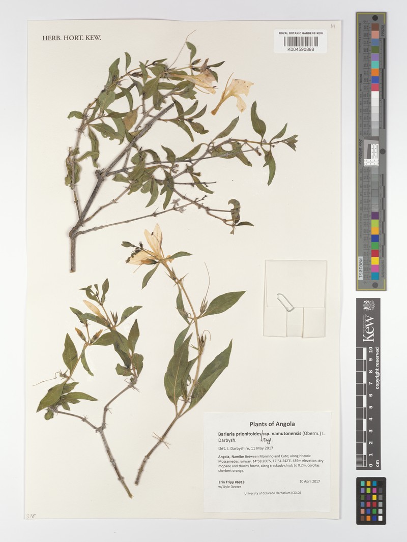 Barleria prionitoides subsp. namutonensis