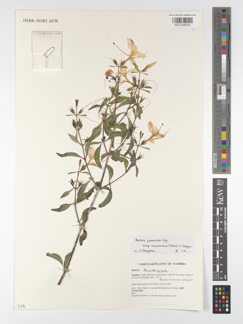 Barleria prionitoides subsp. namutonensis photo 2