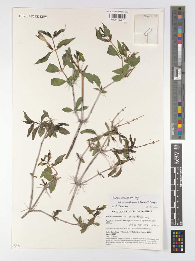 Barleria prionitoides subsp. namutonensis photo 3
