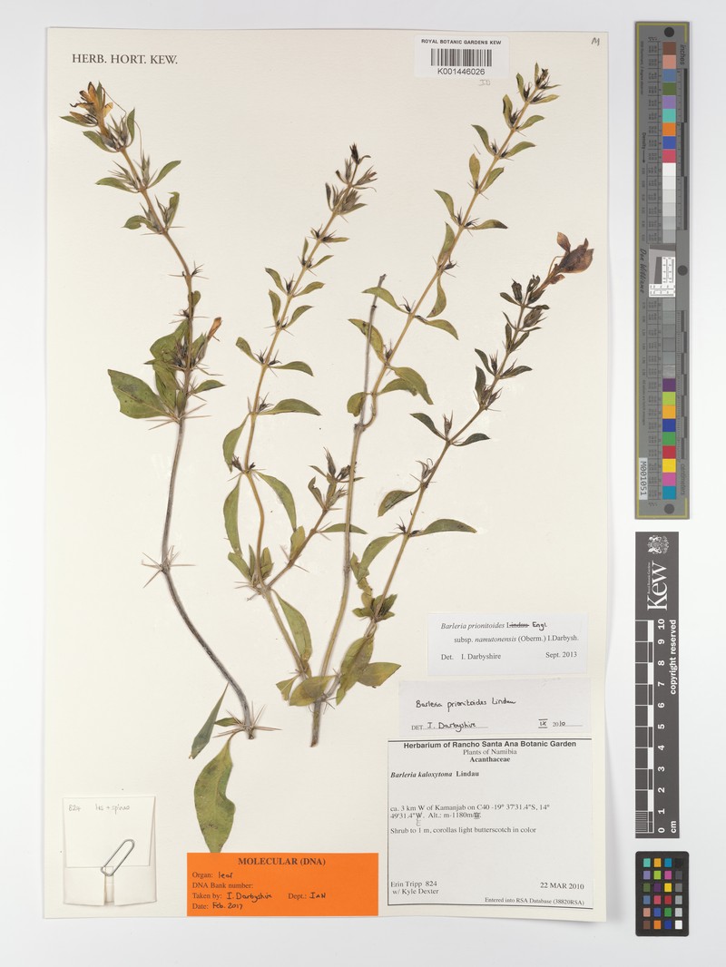 Barleria prionitoides subsp. namutonensis photo 4