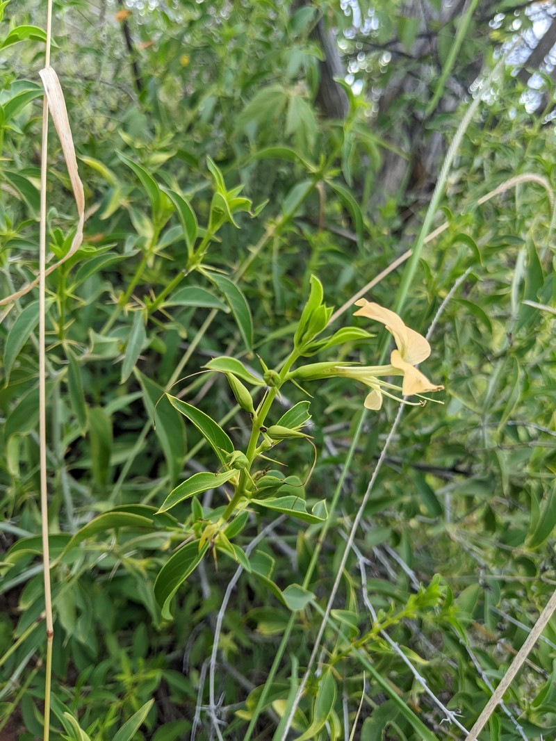 Barleria prionitoides subsp. prionitoides
