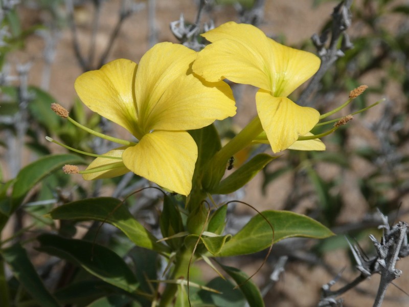 Barleria prionitoides subsp. prionitoides photo 2