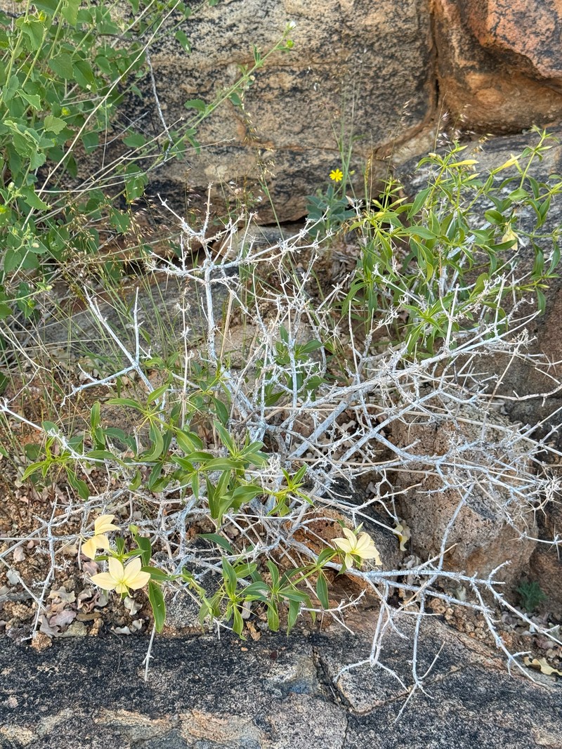 Barleria prionitoides subsp. prionitoides photo 3
