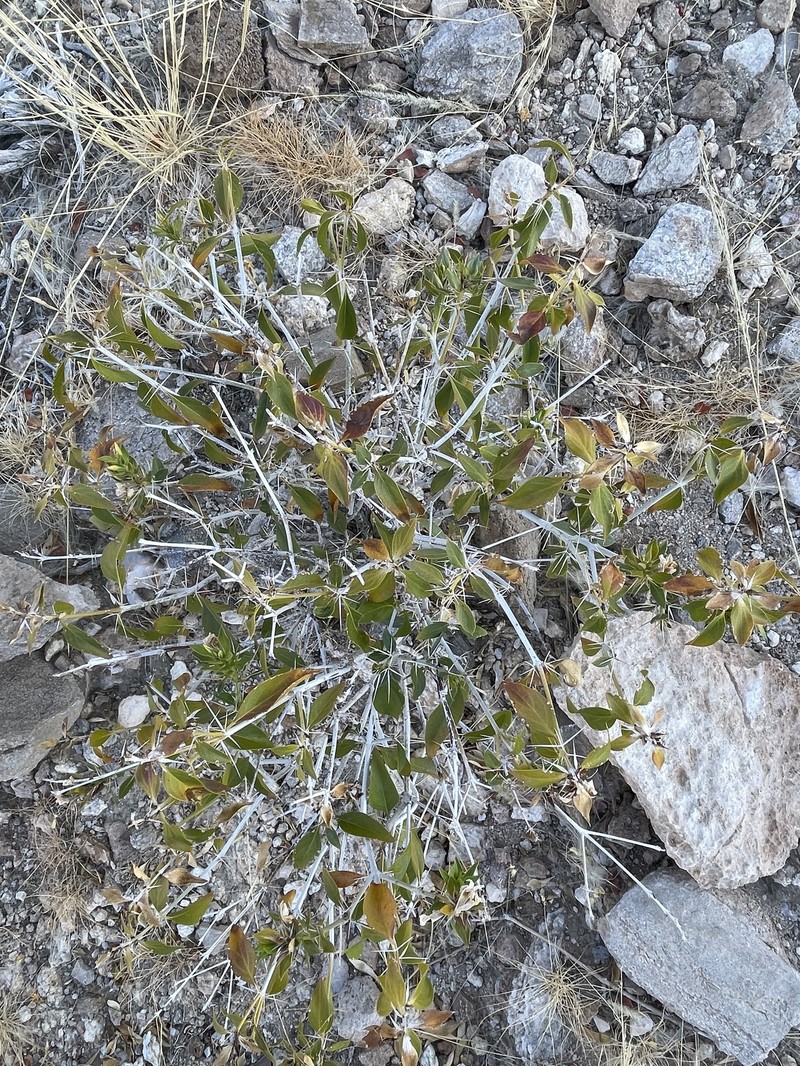 Barleria prionitoides subsp. prionitoides photo 4