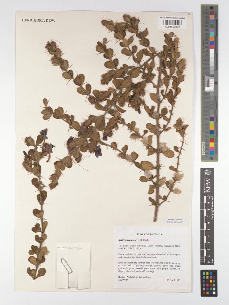 Barleria ramulosa var. ramulosa photo 3