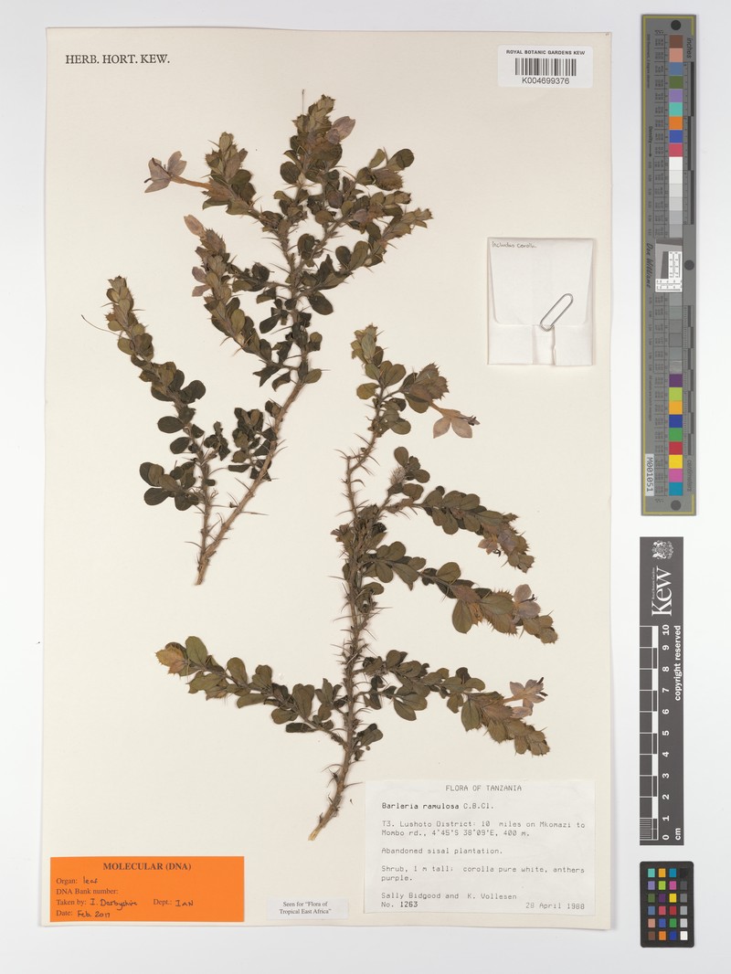 Barleria ramulosa var. ramulosa photo 4