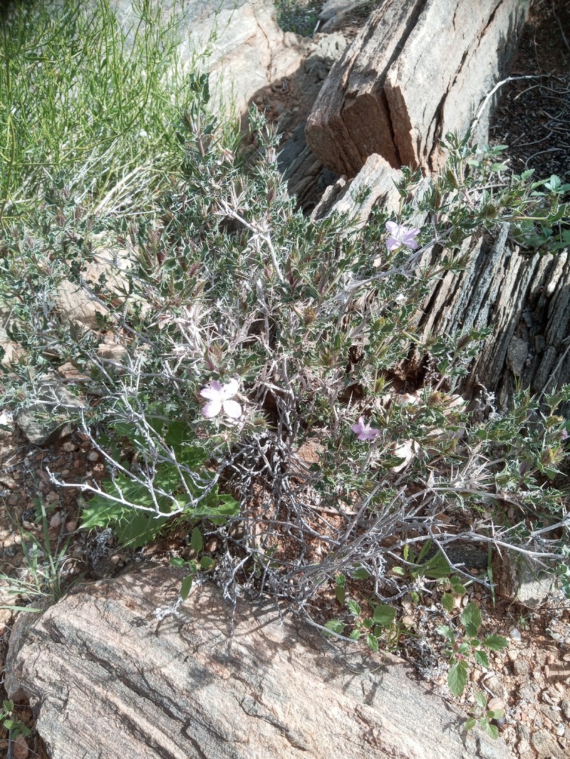 Barleria rigida var. ilicina